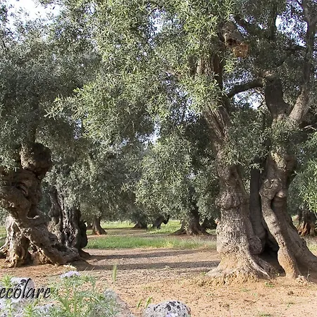 Villa Don Cosimo Tra Ulivi Secolari Monopoli